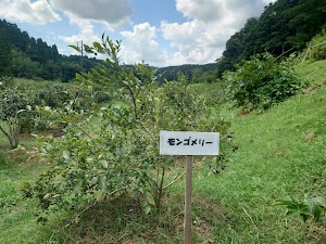 ブルーベリー園のらり・くらり