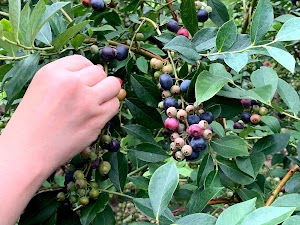 きのえね農園 ブルーベリー園