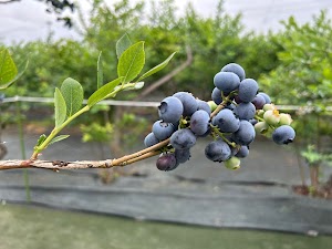 ブルーベリー農園こでら